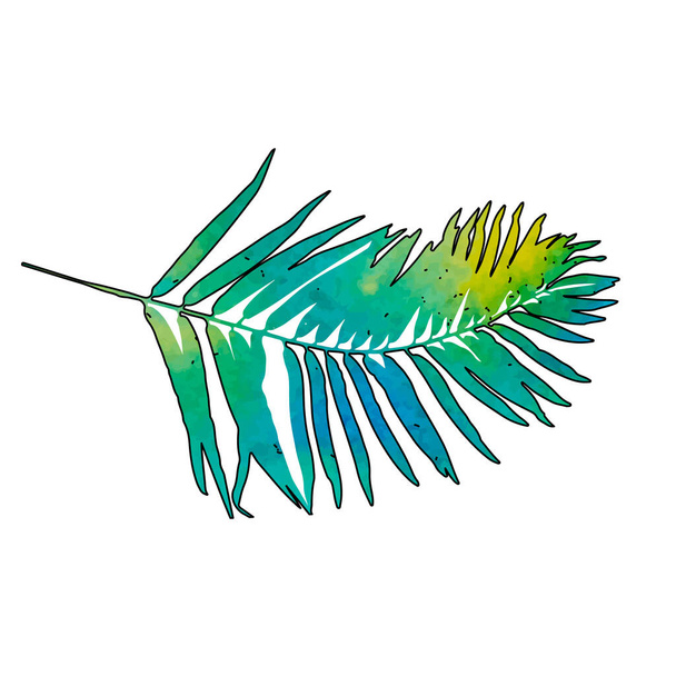 на белом фоне пальмовый лист с акварелью
 - Вектор,изображение