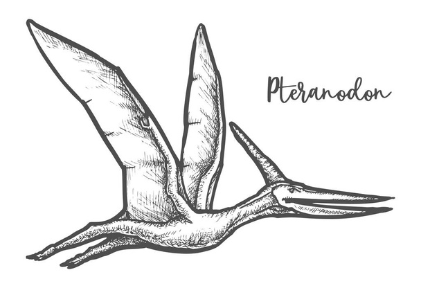 Pteranodon dinosaur sketch vector illustration or tatoo - ベクター画像