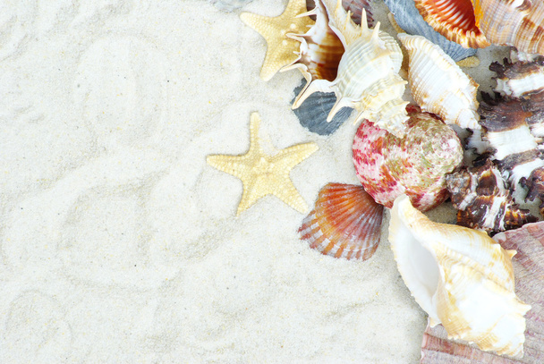 Starfish and shells - Photo, image