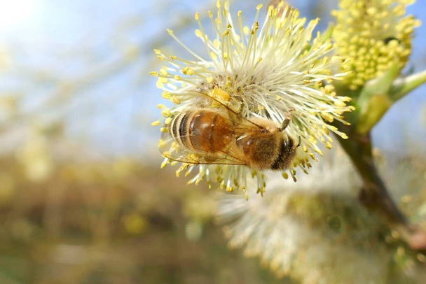 Willow. Verba. Brindilles de saule avec bourgeons. abeille de près. Insecte sur bourgeon - Photo, image