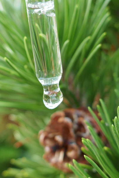 El aceite etérico spruce.oil en la pipeta y la rama del abeto con el cono
 - Foto, Imagen