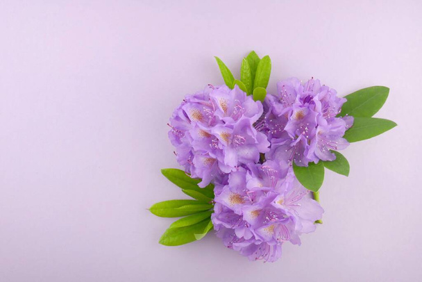 Λουλούδι κάρτα.μωβ άνθη ροδόδεντρου - Φωτογραφία, εικόνα