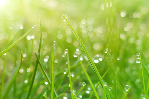 Krople wody makro na zielonej trawie. Zielona trawa zbliżenie - Zdjęcie, obraz