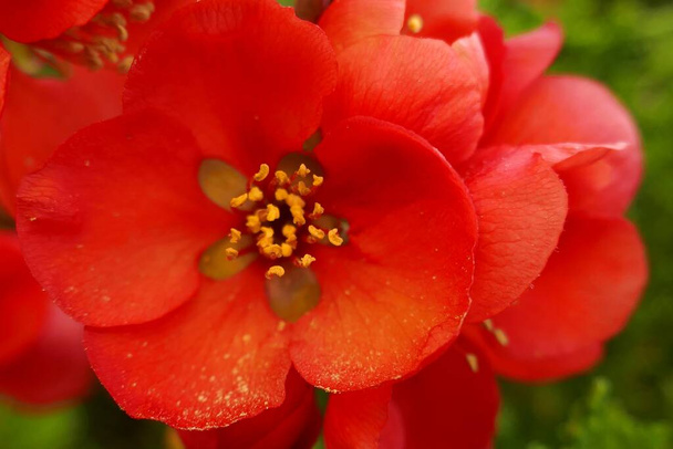 Japanilainen kvitteni. punainen kukka japanilainen kvitteni lähikuva  - Valokuva, kuva