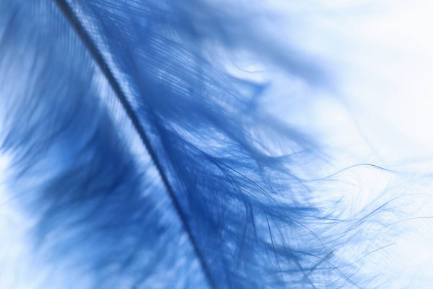 feather close up view in blue  - Φωτογραφία, εικόνα