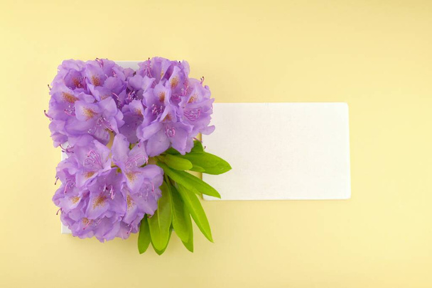 Flower card.purple rhododendron flowers - Photo, Image