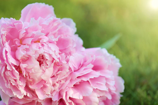 Kwiat piwonii. Podwójny różowy bukiet piwonii zbliżenie - Zdjęcie, obraz
