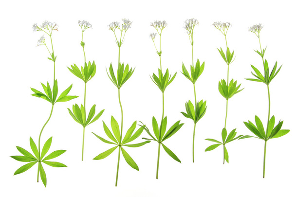 Kvetoucí dřevo (Galium odoratum) - Fotografie, Obrázek