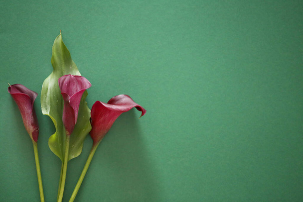 Květinová karty.Valentýna Calla květiny tmavé burgundské  - Fotografie, Obrázek