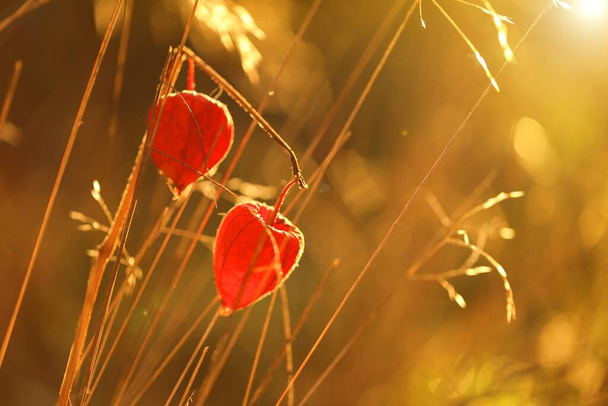 Planta del physalis del otoño en la hierba del campo en el sol al amanecer.Planta china del linterna
 - Foto, imagen