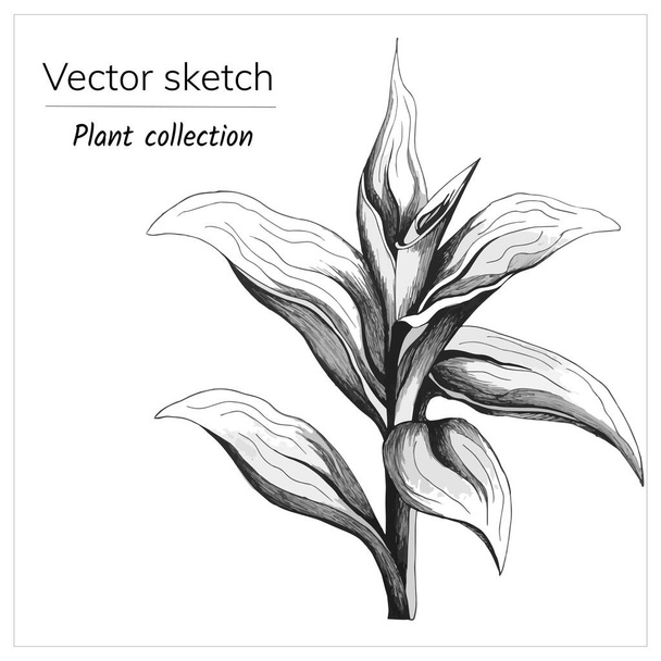 Beyaz arkaplana mürekkep çizilmiş çiçek. Siyah ve beyaz vektör çizimi, dövme ve tasarım için çizim - Vektör, Görsel