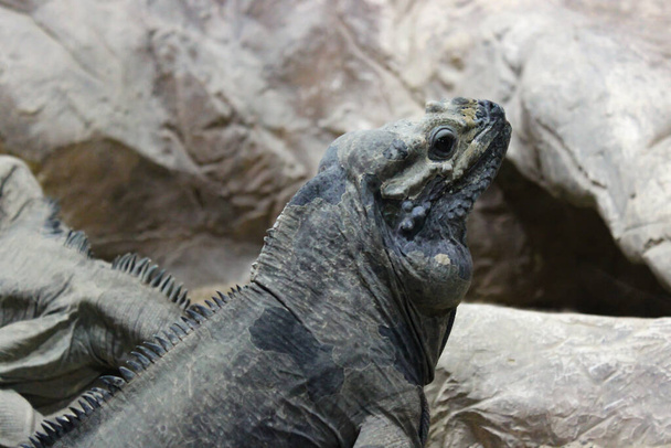 Monitor ještěrka sedí v jeskyni na kamenech a upřeně se dívá na kameru. - Fotografie, Obrázek
