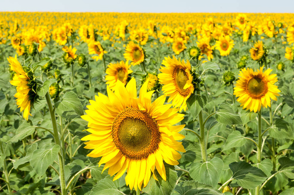 Zonnebloem natuurlijke achtergrond. Zonnebloemen bloeien. Close-up van zonnebloem. - Foto, afbeelding