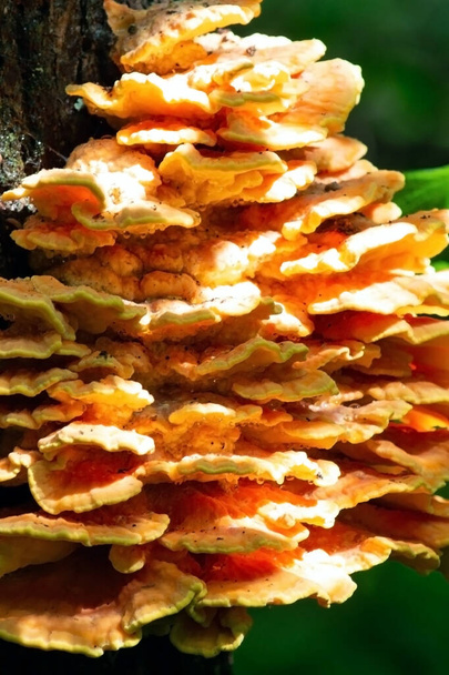 Metsän ravut, rikkipolypore, rikkihylly tai metsän kana lähikuvassa. Latinankielinen nimi Laetiporus sulphureus. On lajien kiinnike sieni (sienet, jotka kasvavat puissa). Pehmeä painopiste  - Valokuva, kuva