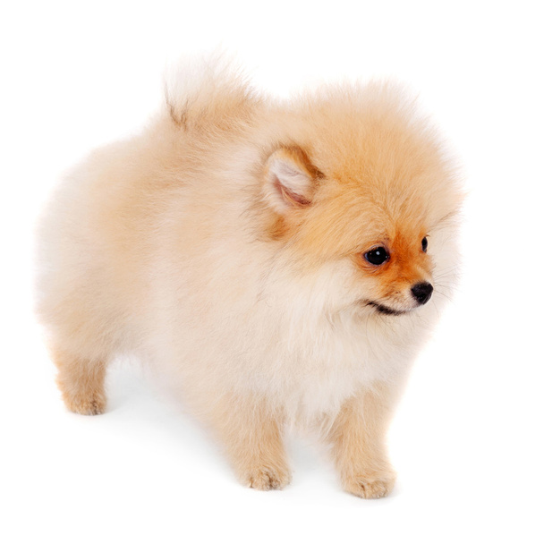 Little spitz dog - Фото, зображення