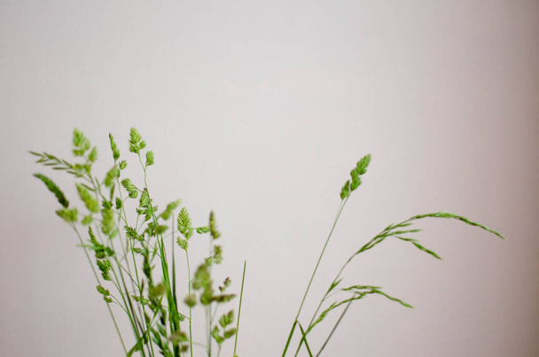 plants on a light pink background minimalism - Photo, Image