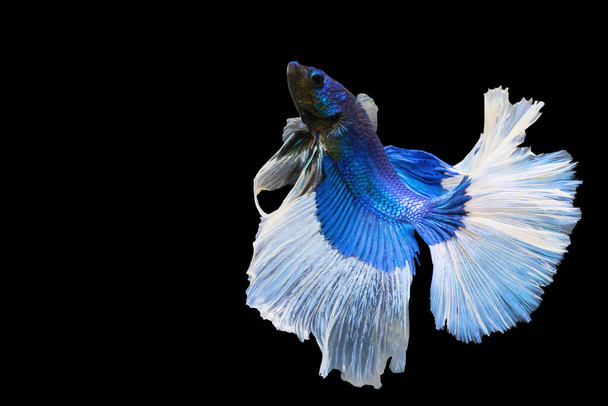 Betta splendens fighting fish in Thailand on isolated black background. The moving moment beautiful of blue&white Siamese betta fancy fish with copy space. - Fotoğraf, Görsel