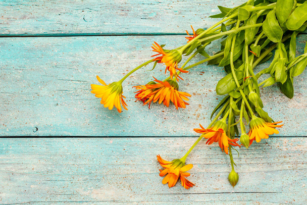 Virágzó naptárcsokor. Egészséges összetevő a teához, alternatív gyógyászat. Trendi türkiz fa háttér - Fotó, kép