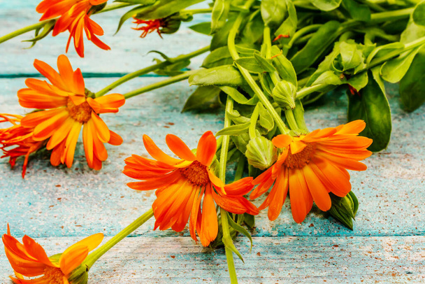 Bouquet von blühenden Ringelblumen. Gesunde Zutat für Tee, alternative Medizin. Trendige türkisfarbene Holzhintergrund - Foto, Bild