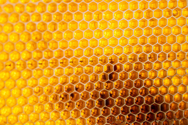 Waben nahtlose Muster Hintergrund keine Biene - Foto, Bild