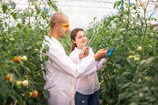 Scientists check the seedlings in the greenhouse. Checking the greenhouse with tomatoes. Check in the tablet. - Photo, image