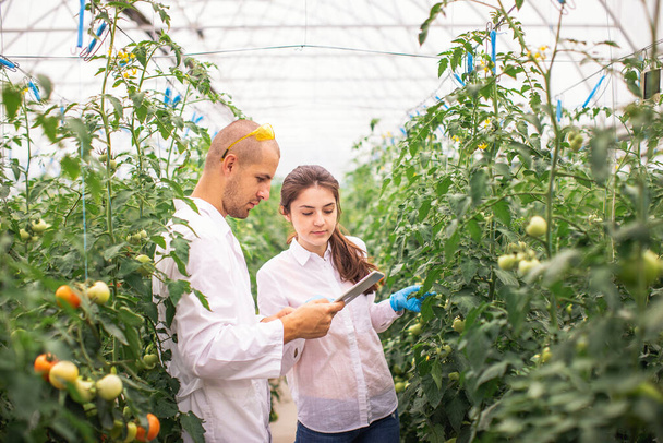 Scientists check the seedlings in the greenhouse. Checking the greenhouse with tomatoes. Check in the tablet. - Photo, Image