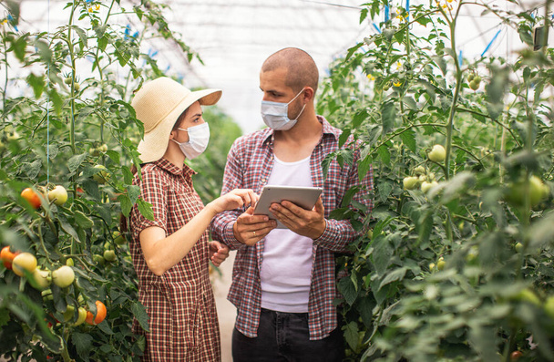 Los agricultores masculinos y femeninos monitorean el crecimiento de las plantas en una granja orgánica. Revisa la tableta. En máscaras protectoras
. - Foto, imagen