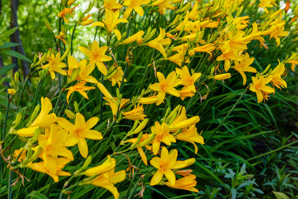 Желтые цветы гемерокаллиса, цветы лилии. Цветущие желтые лилии. Цветочный фон
 - Фото, изображение