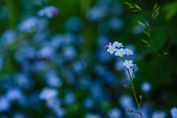 Blue flowers forget me not in garden. Blossom of Myosotis sylvatica, little blue flowers on a natural background - Photo, Image