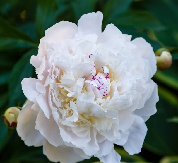 Flor de peônia branca em fundo natural
 - Foto, Imagem