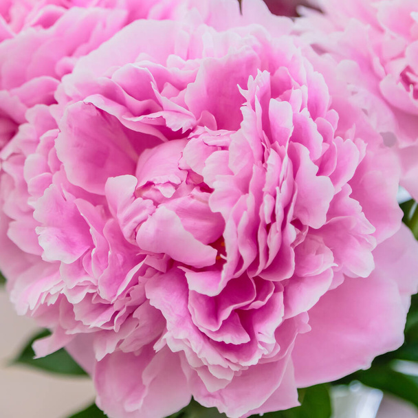 Blossoming delicate pink peony blooming flowers festive background, pastel and soft bouquet floral card - Photo, Image