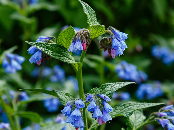 Flowers of common comfrey (Symphytum officinale) in garden. Medicinal plants in the garden - Photo, Image