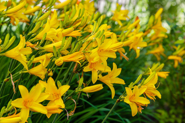 Hemerocallis sárga virágai, egynapos liliom virágok. Virágzó sárga liliom. Virágos háttér - Fotó, kép