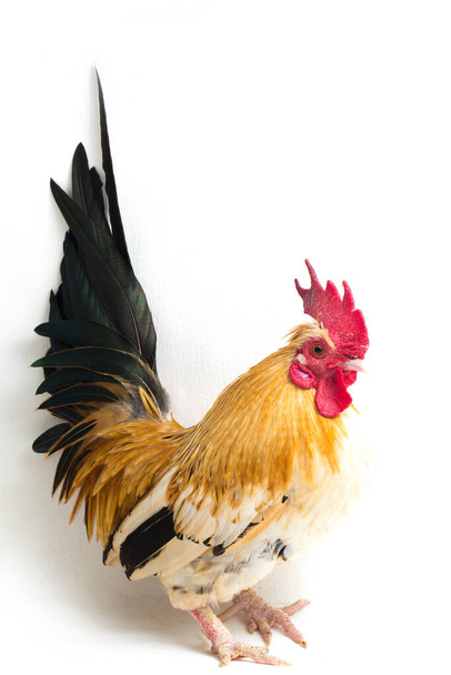 Rooster bantam chicken or Ayam kate is any small variety of fowl, especially chickens isolated on white background - Photo, image