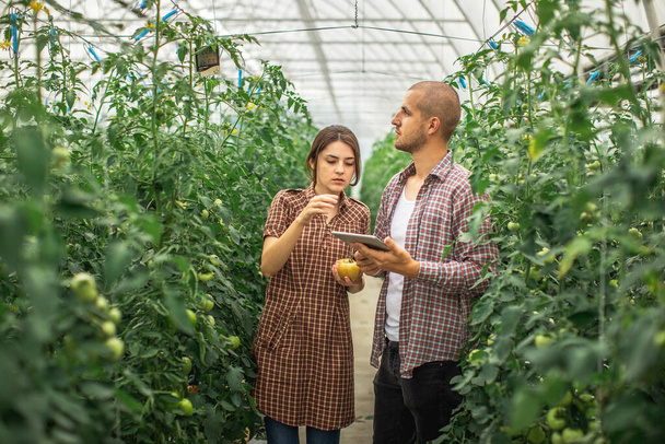 Los agricultores masculinos y femeninos monitorean el crecimiento de las plantas en una granja orgánica. Granja de tomate
 - Foto, imagen