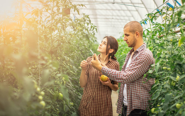Los agricultores masculinos y femeninos monitorean el crecimiento de las plantas en una granja orgánica. Granja de tomate
 - Foto, Imagen
