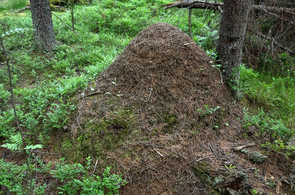 Duże wzgórze mrówek w zielonym lesie - Zdjęcie, obraz