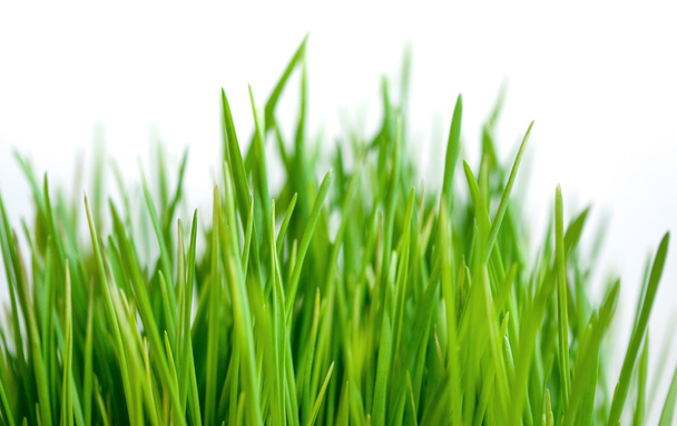 Beyaz arkaplanda yeşil çimen izole - Fotoğraf, Görsel