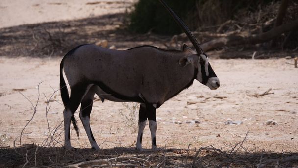 Gemsbok standing in the shade of a tree - Photo, Image