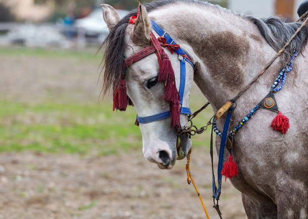 El caballo de un jugador de jabalina
 - Foto, imagen