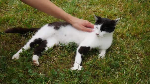 Kissa makaa nurmikolla, kun naisen käsi hyväilee häntä.. - Materiaali, video