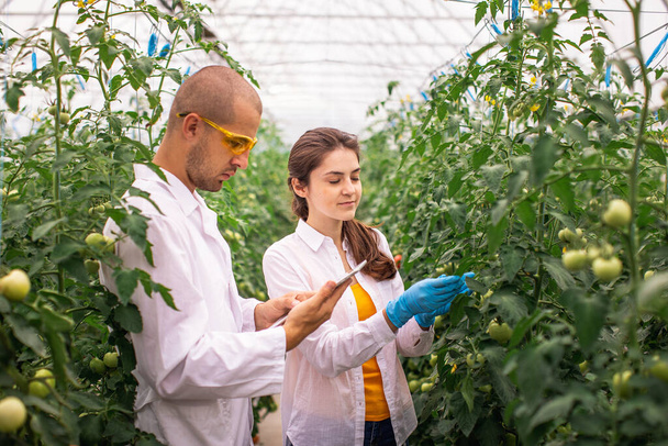 Male and female scientists farmers inspect the growth of hydroponic tomato plants - 写真・画像