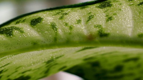 fondo de hoja verde abstracto con gotitas de agua, fuera de foco
. - Foto, imagen