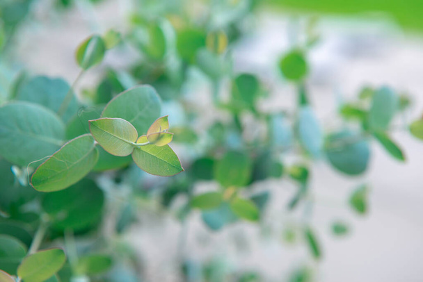 Close up photo of fresh blue eucalyptus leaves of gunnii bush - Photo, image