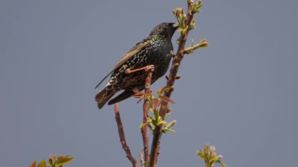 Starling on a walnut branch in early spring cleans itself. - Footage, Video