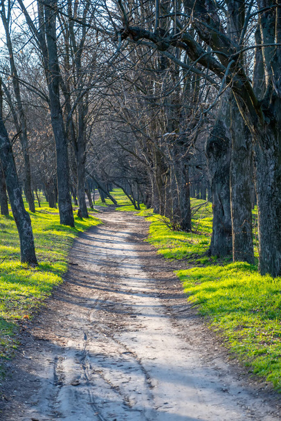 alberi nel parco con sentiero in primavera - Foto, immagini