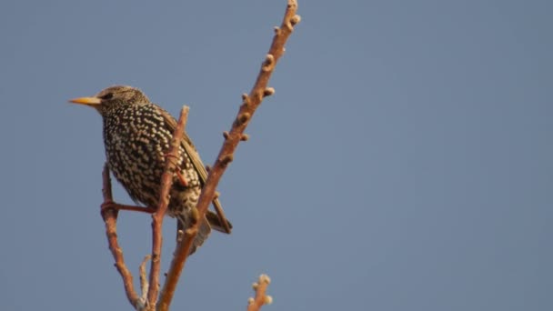 Starling on tree branches  and blue sky. - Footage, Video