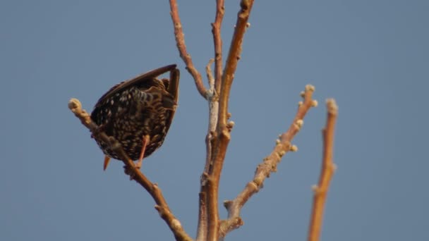 Starling na gałęzi w słoneczny dzień - Materiał filmowy, wideo