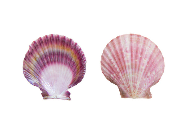 Horní pohled na krásné fialové hřebenatky (Pectinidae) ulity izolované na bílém pozadí. - Fotografie, Obrázek