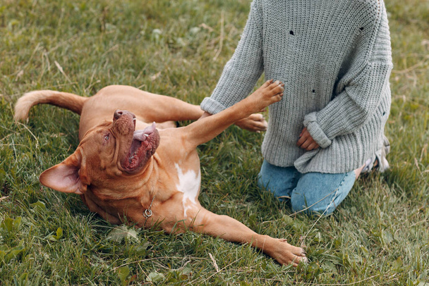 Dogue de Bordeaux or French Mastiff with young woman at outdoor park - Foto, Imagen